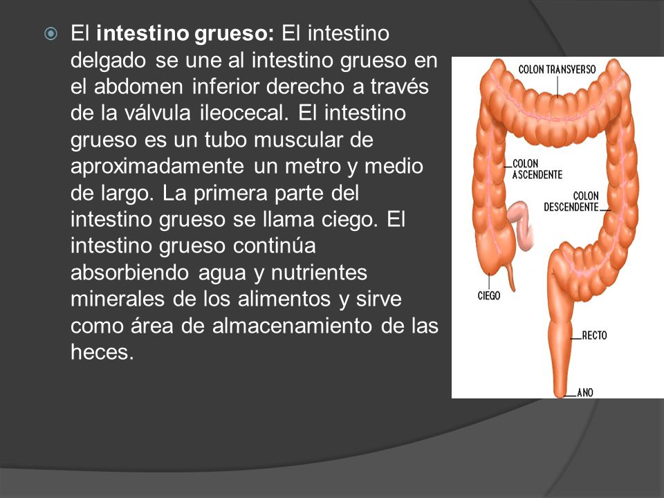 El intestino grueso: El intestino delgado se une al intestino grueso en el abdomen inferior derecho a través de la válvula ileocecal.