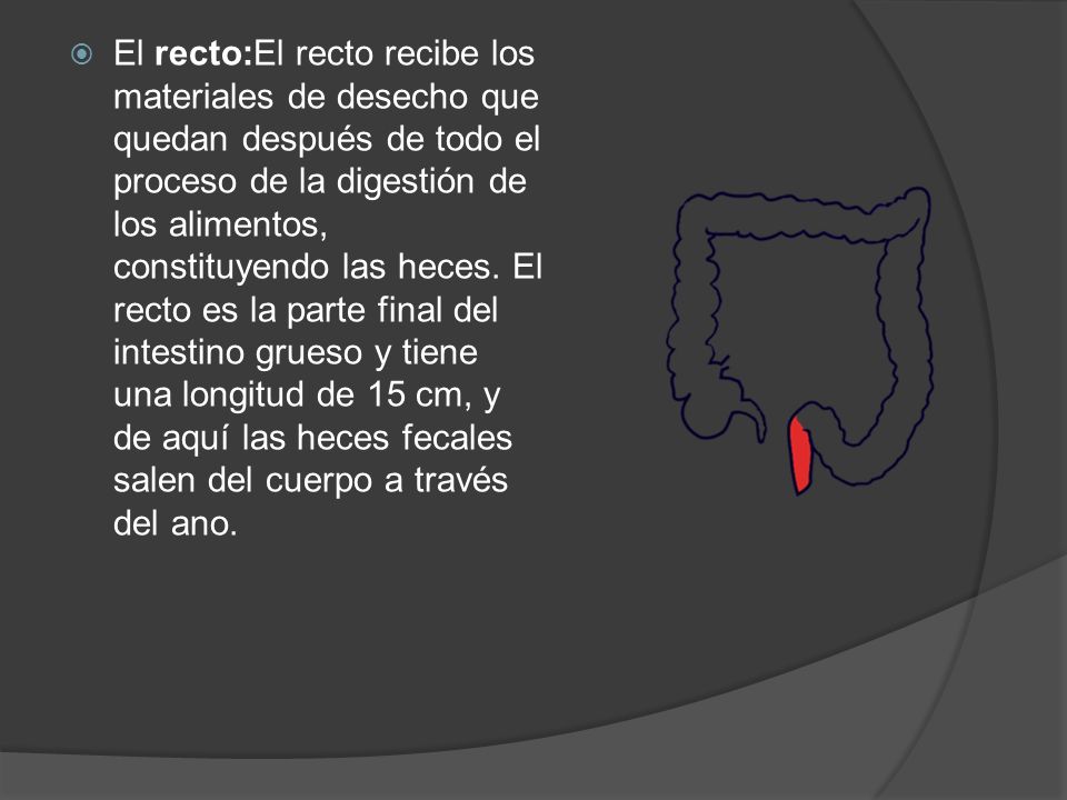 El recto:El recto recibe los materiales de desecho que quedan después de todo el proceso de la digestión de los alimentos, constituyendo las heces.