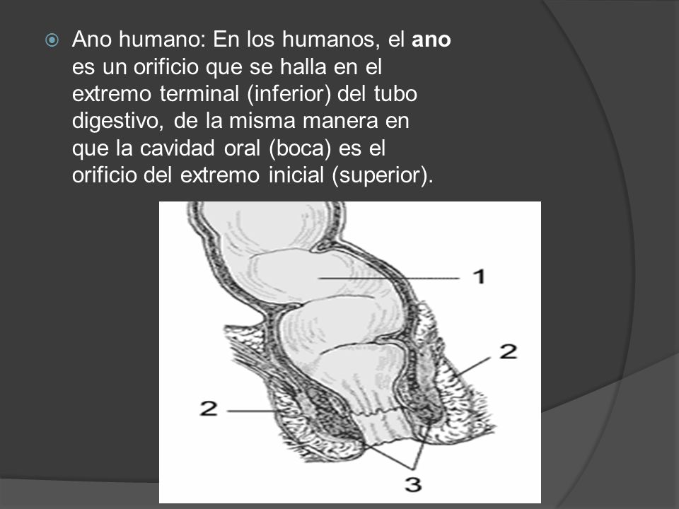 Ano humano: En los humanos, el ano es un orificio que se halla en el extremo terminal (inferior) del tubo digestivo, de la misma manera en que la cavidad oral (boca) es el orificio del extremo inicial (superior).