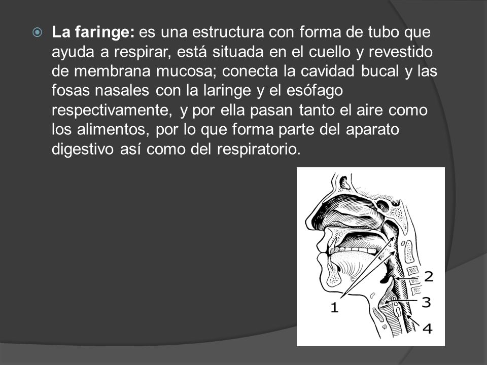 La faringe: es una estructura con forma de tubo que ayuda a respirar, está situada en el cuello y revestido de membrana mucosa; conecta la cavidad bucal y las fosas nasales con la laringe y el esófago respectivamente, y por ella pasan tanto el aire como los alimentos, por lo que forma parte del aparato digestivo así como del respiratorio.