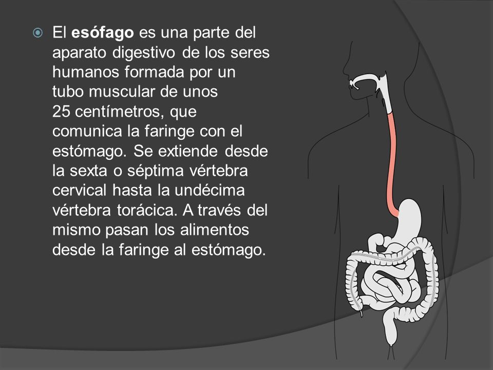 El esófago es una parte del aparato digestivo de los seres humanos formada por un tubo muscular de unos 25 centímetros, que comunica la faringe con el estómago.