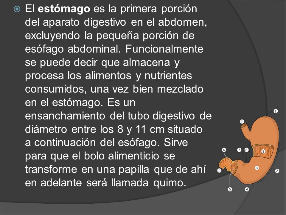 El estómago es la primera porción del aparato digestivo en el abdomen, excluyendo la pequeña porción de esófago abdominal.