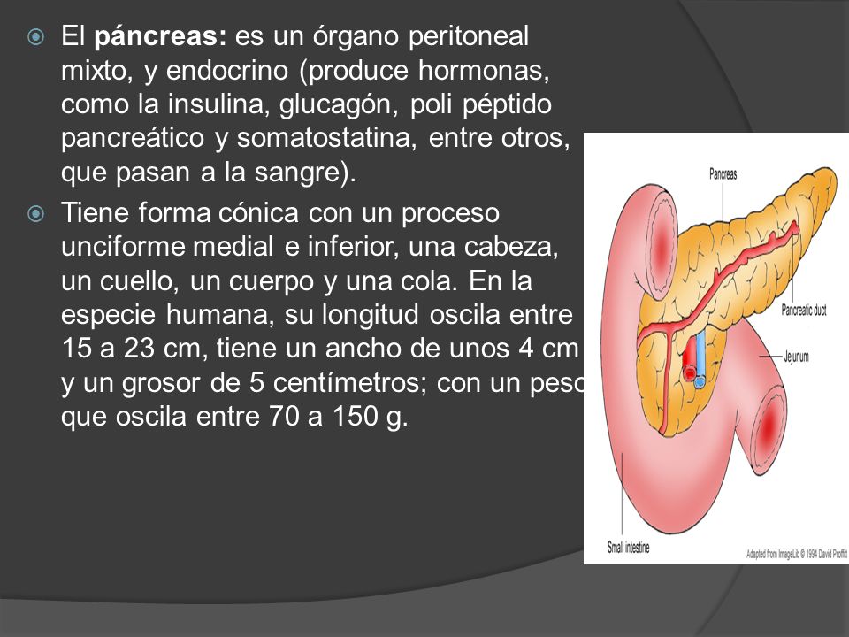 El páncreas: es un órgano peritoneal mixto, y endocrino (produce hormonas, como la insulina, glucagón, poli péptido pancreático y somatostatina, entre otros, que pasan a la sangre).