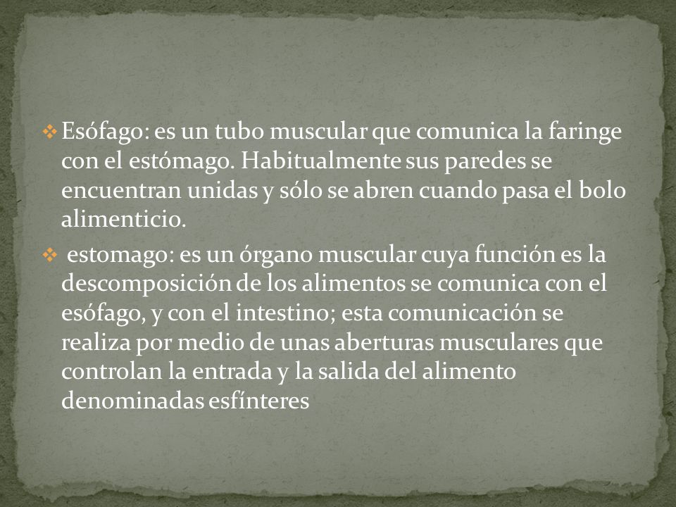 Esófago: es un tubo muscular que comunica la faringe con el estómago