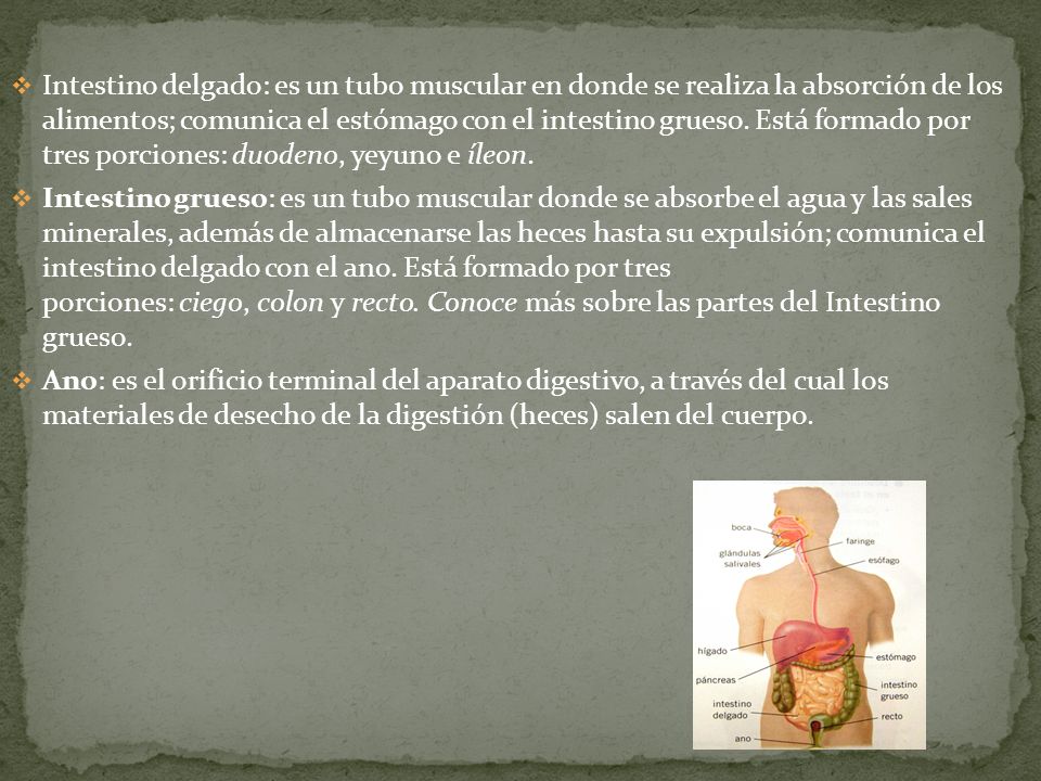 Intestino delgado: es un tubo muscular en donde se realiza la absorción de los alimentos; comunica el estómago con el intestino grueso. Está formado por tres porciones: duodeno, yeyuno e íleon.