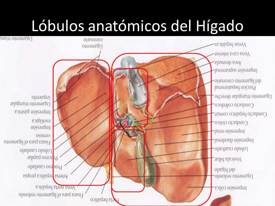 Lóbulos anatómicos del Hígado