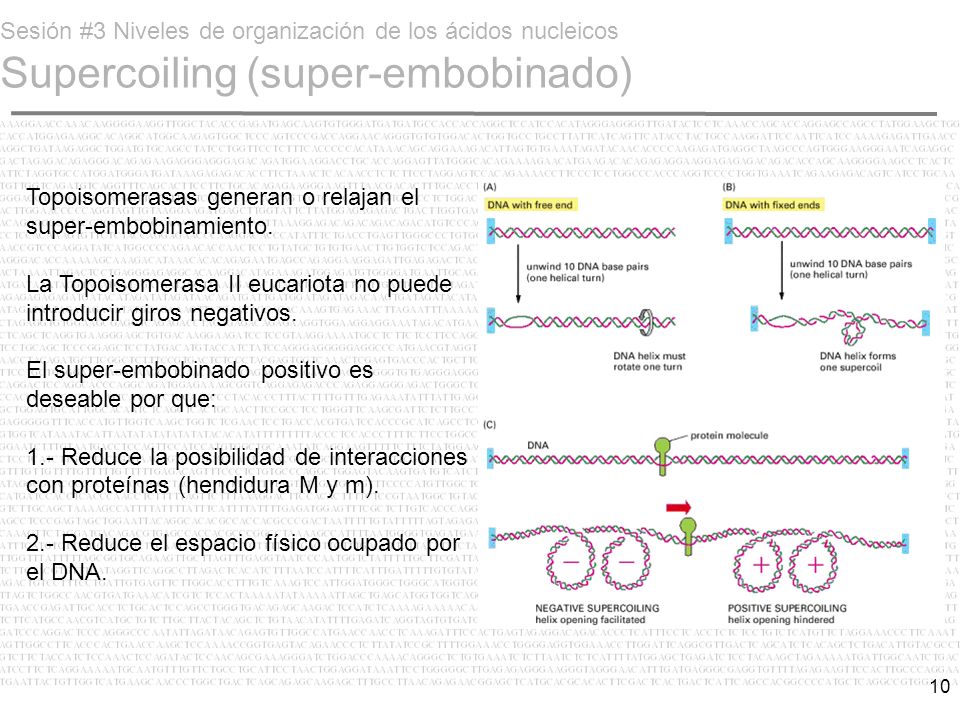 Sesión #3 Niveles de organización de los ácidos nucleicos Supercoiling (super-embobinado)