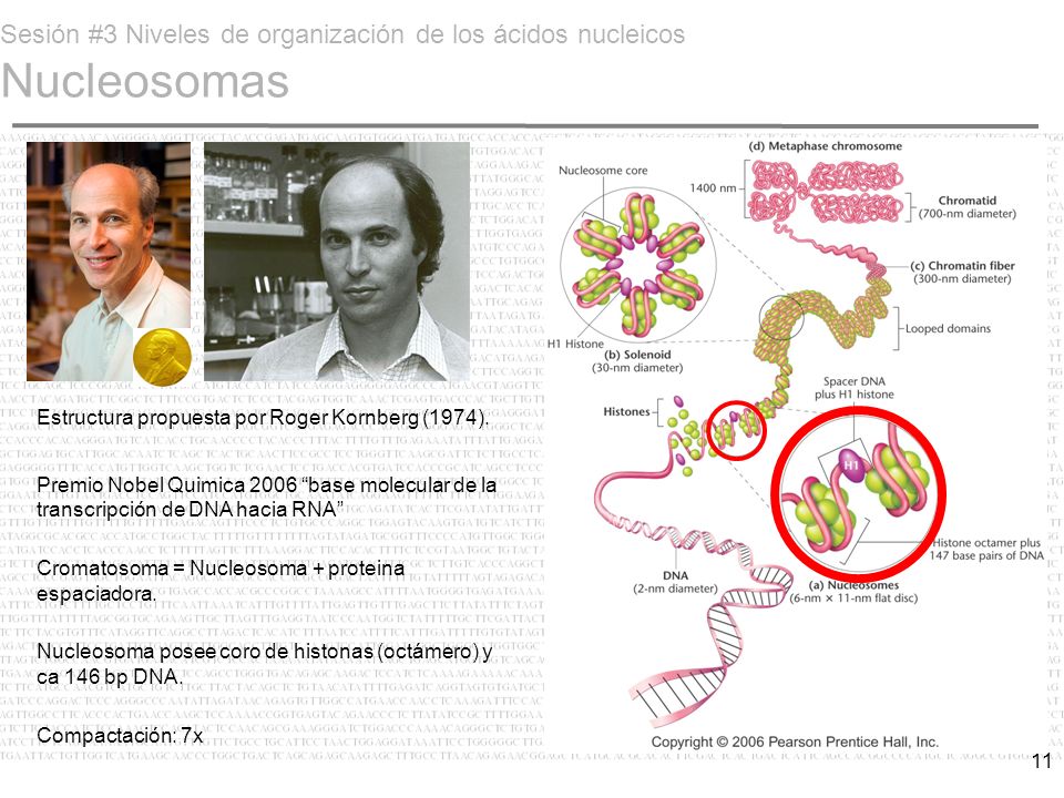 Sesión #3 Niveles de organización de los ácidos nucleicos Nucleosomas