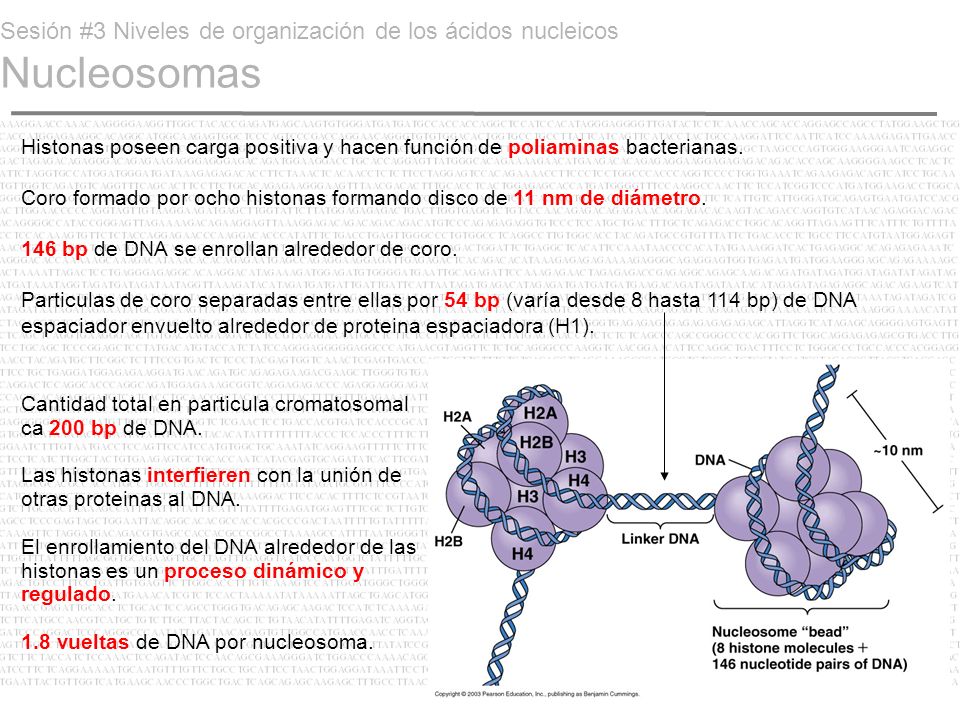 Sesión #3 Niveles de organización de los ácidos nucleicos Nucleosomas