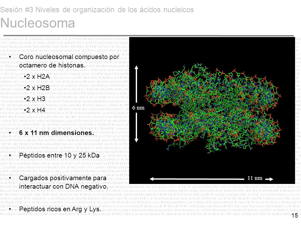 Sesión #3 Niveles de organización de los ácidos nucleicos Nucleosoma