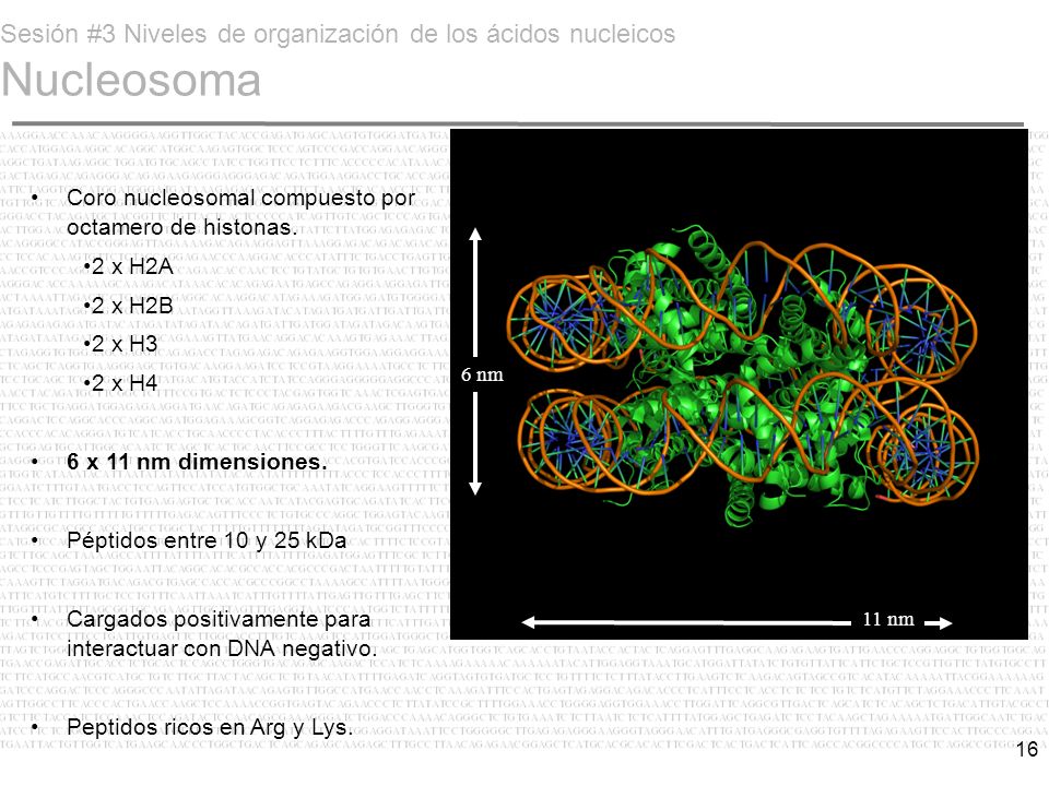 Sesión #3 Niveles de organización de los ácidos nucleicos Nucleosoma