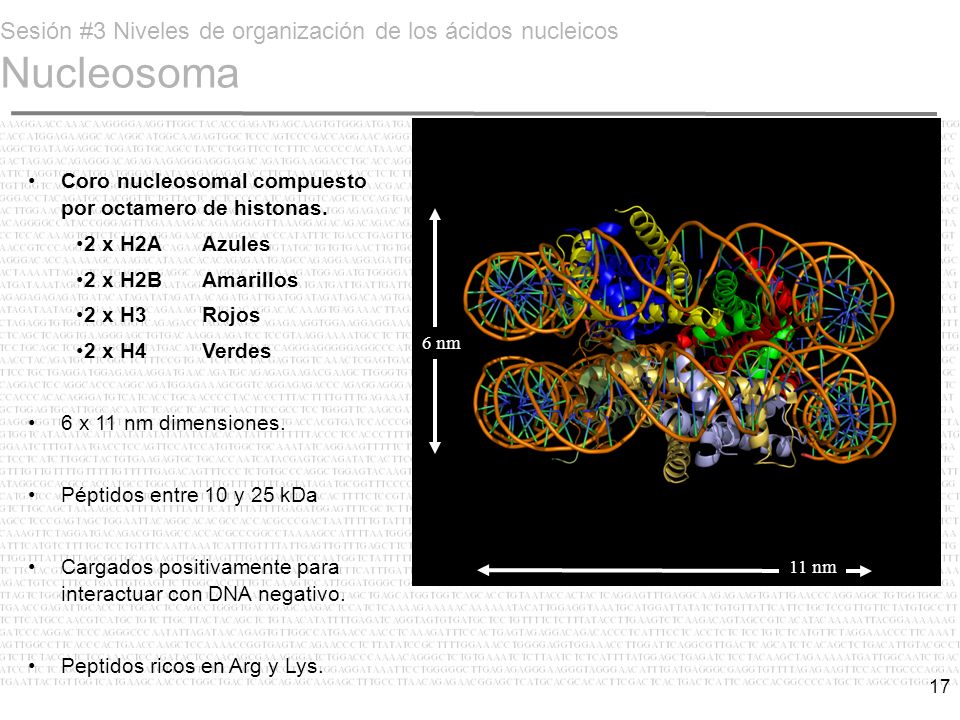 Sesión #3 Niveles de organización de los ácidos nucleicos Nucleosoma