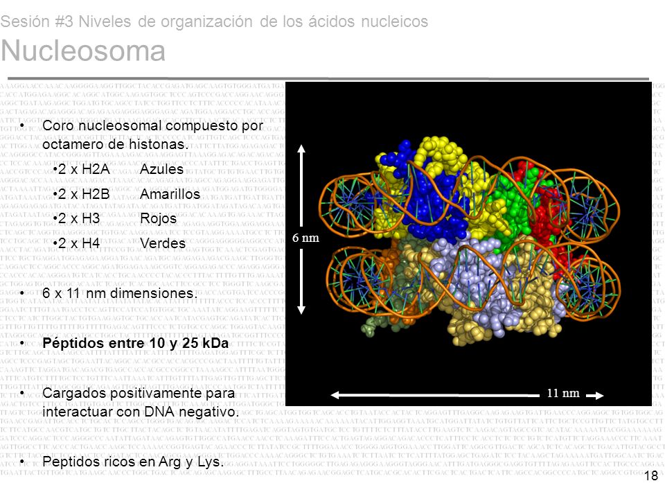Sesión #3 Niveles de organización de los ácidos nucleicos Nucleosoma
