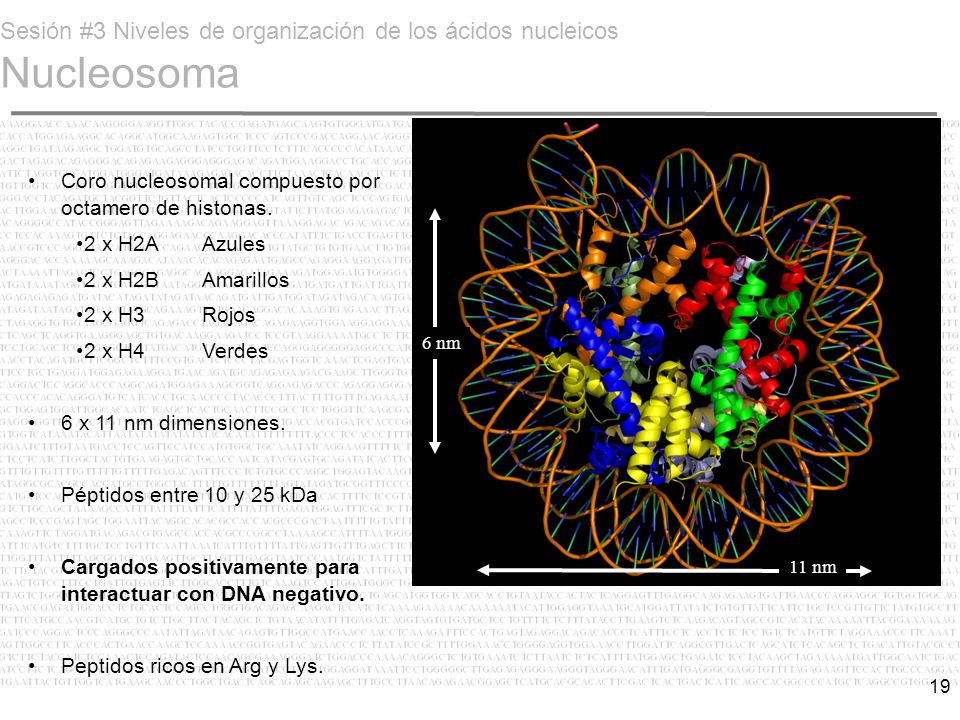 Sesión #3 Niveles de organización de los ácidos nucleicos Nucleosoma