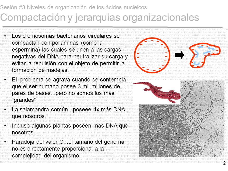 Sesión #3 Niveles de organización de los ácidos nucleicos Compactación y jerarquias organizacionales