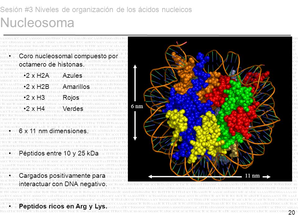 Sesión #3 Niveles de organización de los ácidos nucleicos Nucleosoma