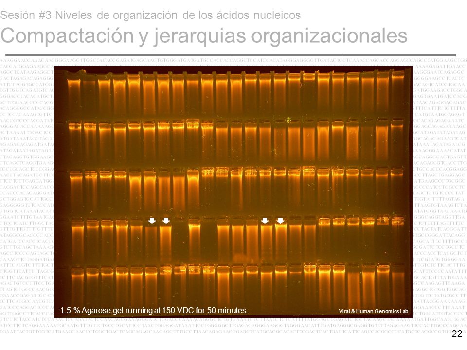 Sesión #3 Niveles de organización de los ácidos nucleicos Compactación y jerarquias organizacionales