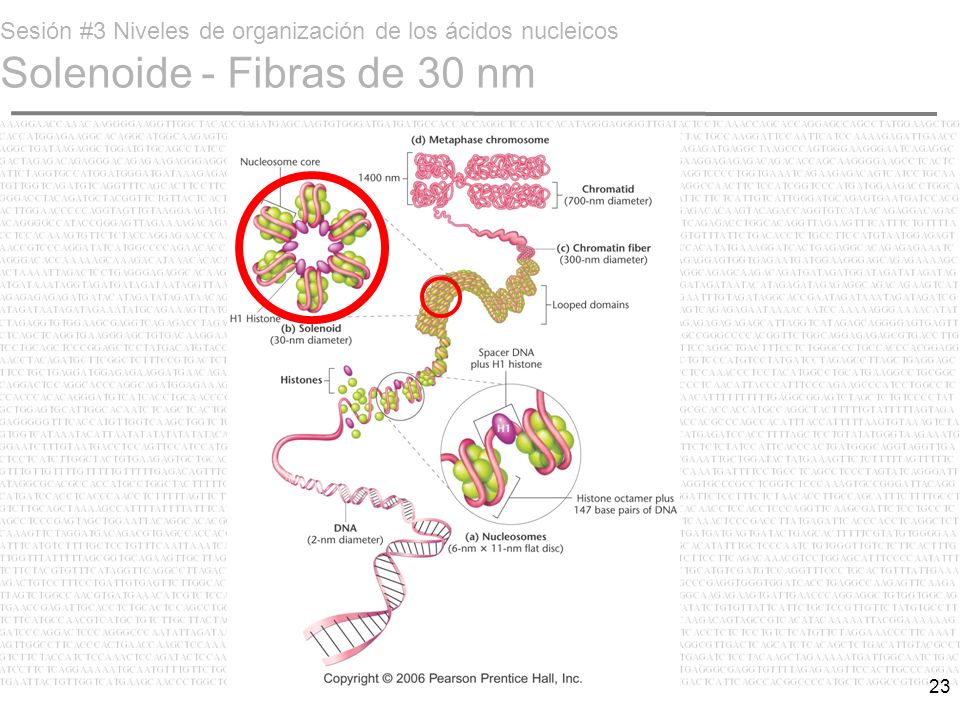 Sesión #3 Niveles de organización de los ácidos nucleicos Solenoide - Fibras de 30 nm