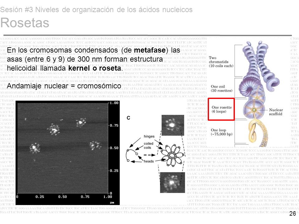 Sesión #3 Niveles de organización de los ácidos nucleicos Rosetas