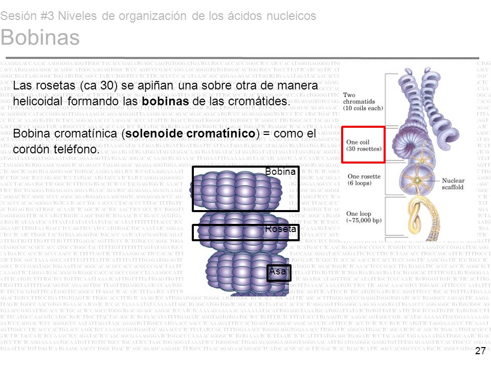 Sesión #3 Niveles de organización de los ácidos nucleicos Bobinas