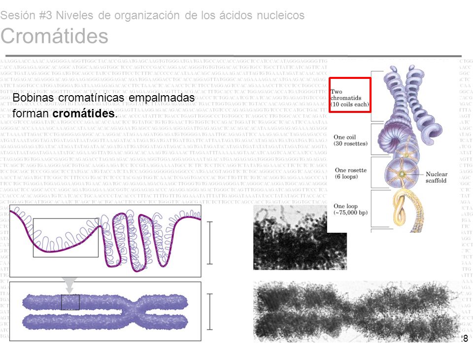 Sesión #3 Niveles de organización de los ácidos nucleicos Cromátides