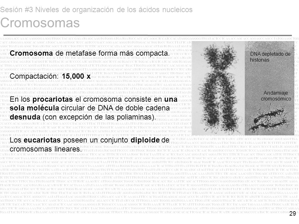Sesión #3 Niveles de organización de los ácidos nucleicos Cromosomas