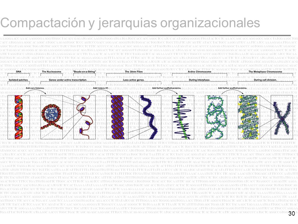 Compactación y jerarquias organizacionales