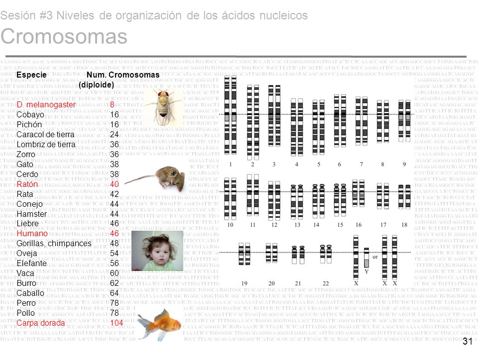 Sesión #3 Niveles de organización de los ácidos nucleicos Cromosomas