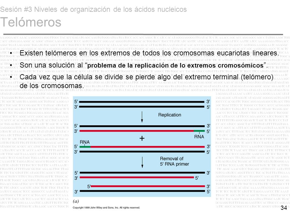 Sesión #3 Niveles de organización de los ácidos nucleicos Telómeros