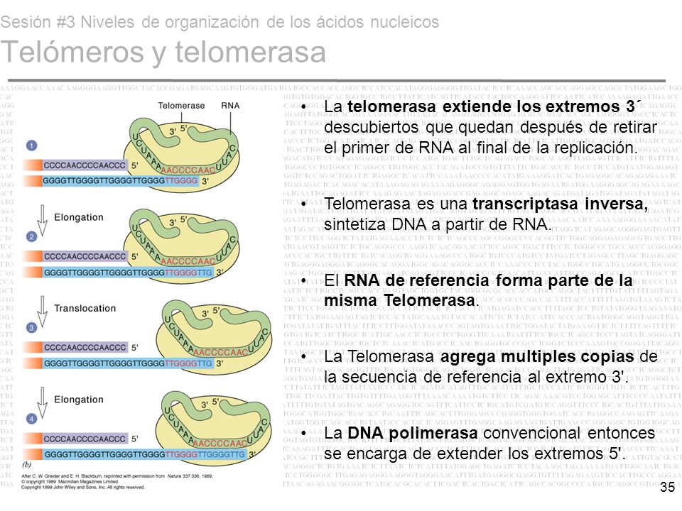 Sesión #3 Niveles de organización de los ácidos nucleicos Telómeros y telomerasa