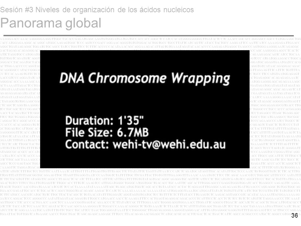 Sesión #3 Niveles de organización de los ácidos nucleicos Panorama global