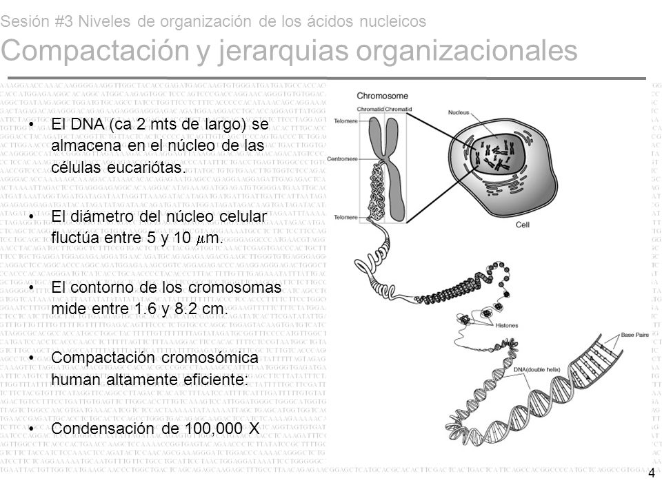 Sesión #3 Niveles de organización de los ácidos nucleicos Compactación y jerarquias organizacionales