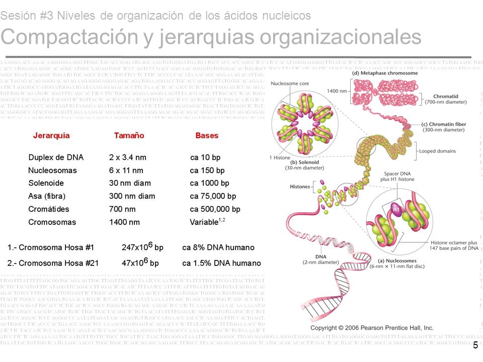 Sesión #3 Niveles de organización de los ácidos nucleicos Compactación y jerarquias organizacionales