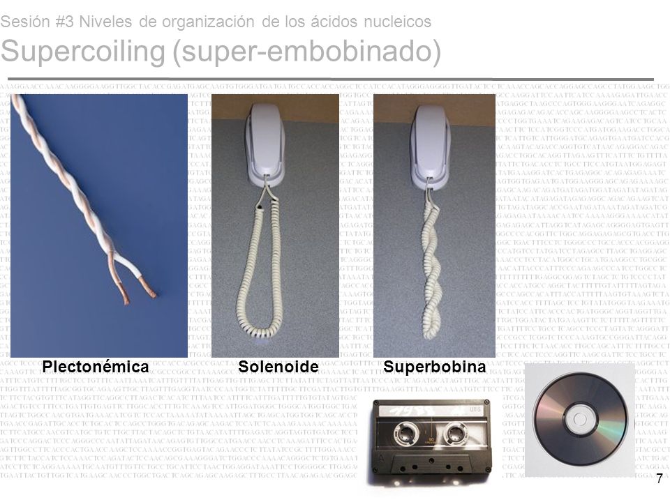 Sesión #3 Niveles de organización de los ácidos nucleicos Supercoiling (super-embobinado)