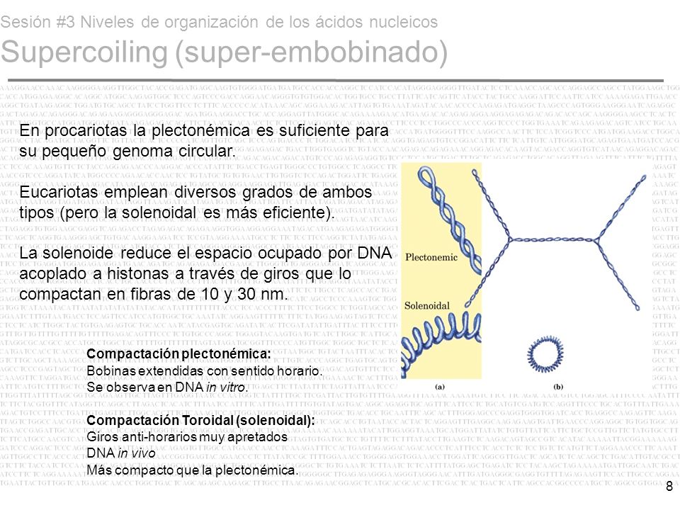Sesión #3 Niveles de organización de los ácidos nucleicos Supercoiling (super-embobinado)