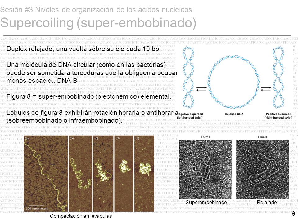Sesión #3 Niveles de organización de los ácidos nucleicos Supercoiling (super-embobinado)