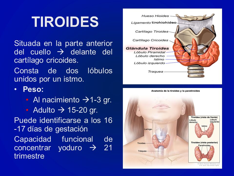 TIROIDES Situada en la parte anterior del cuello  delante del cartílago cricoides. Consta de dos lóbulos unidos por un istmo.