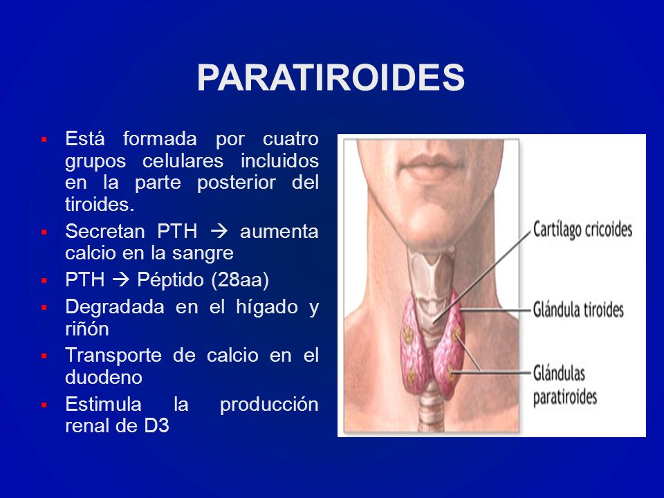 PARATIROIDES Está formada por cuatro grupos celulares incluidos en la parte posterior del tiroides.