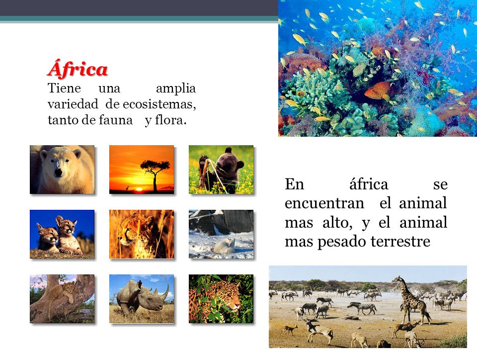 África Tiene una amplia variedad de ecosistemas, tanto de fauna y flora.