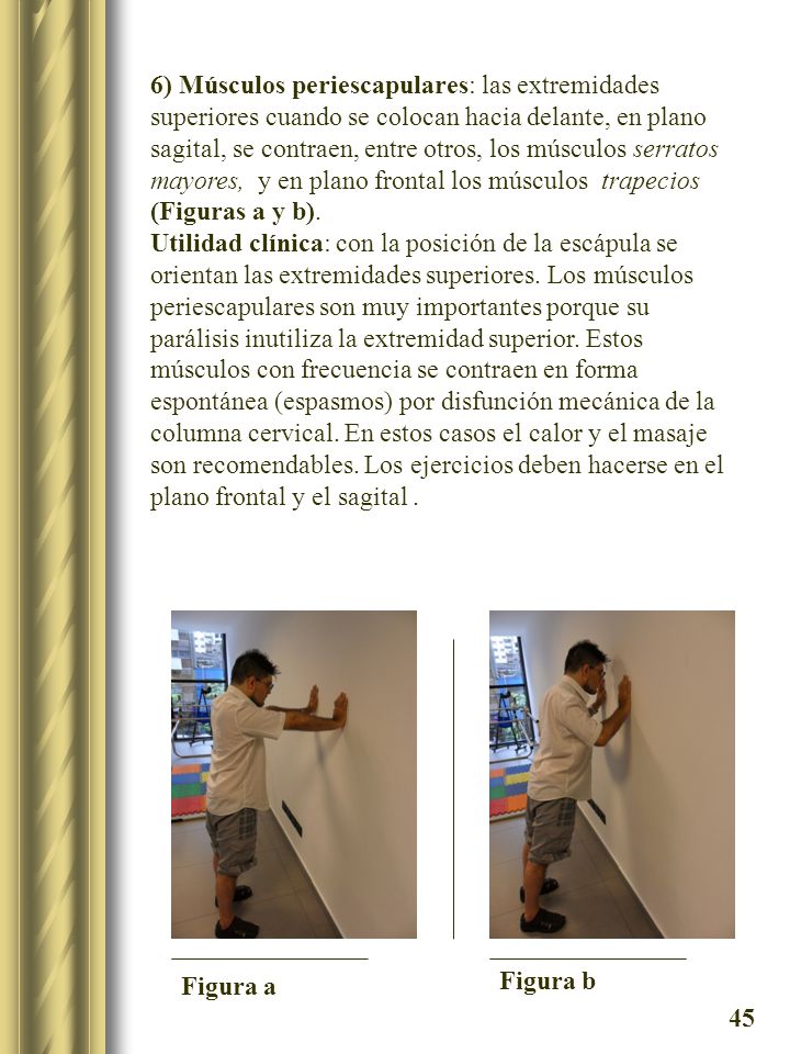 6) Músculos periescapulares: las extremidades superiores cuando se colocan hacia delante, en plano sagital, se contraen, entre otros, los músculos serratos mayores, y en plano frontal los músculos trapecios (Figuras a y b).