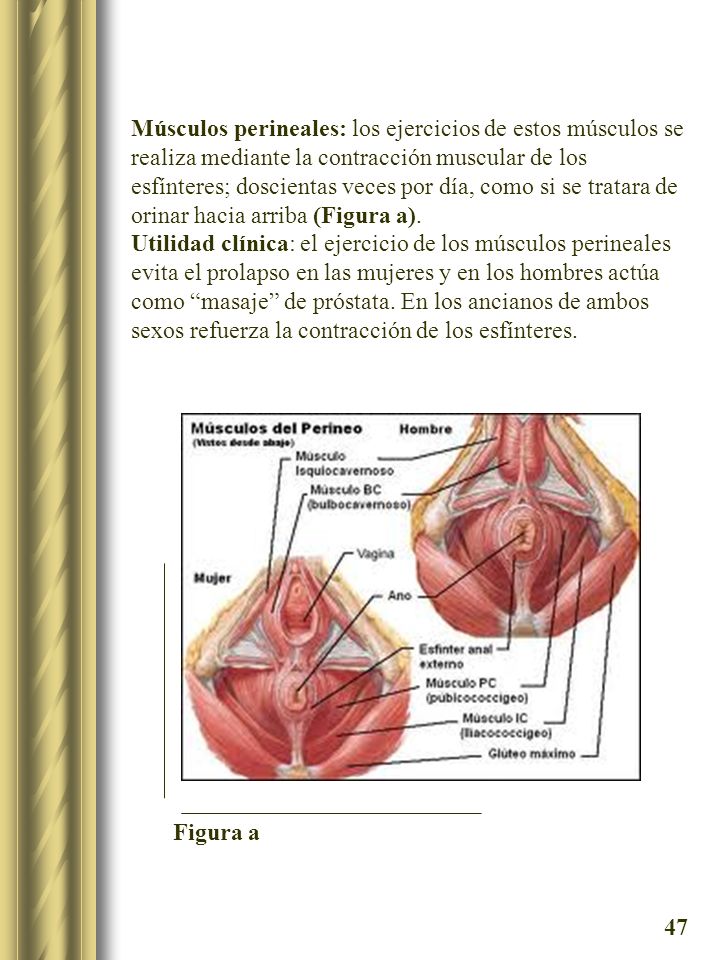 Músculos perineales: los ejercicios de estos músculos se realiza mediante la contracción muscular de los esfínteres; doscientas veces por día, como si se tratara de orinar hacia arriba (Figura a).