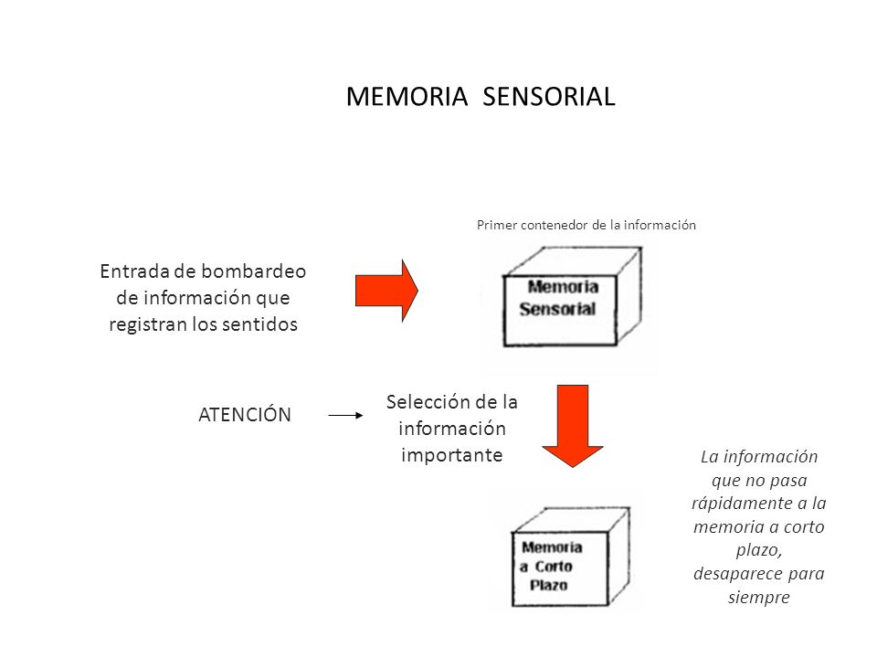 MEMORIA SENSORIAL Primer contenedor de la información. Entrada de bombardeo de información que registran los sentidos.