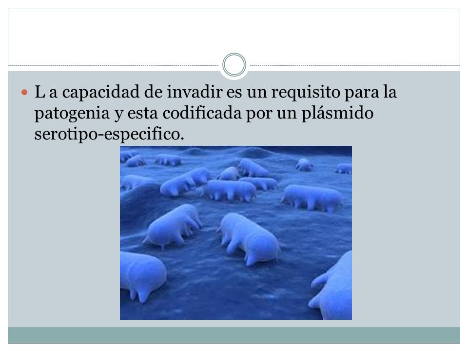 L a capacidad de invadir es un requisito para la patogenia y esta codificada por un plásmido serotipo-especifico.