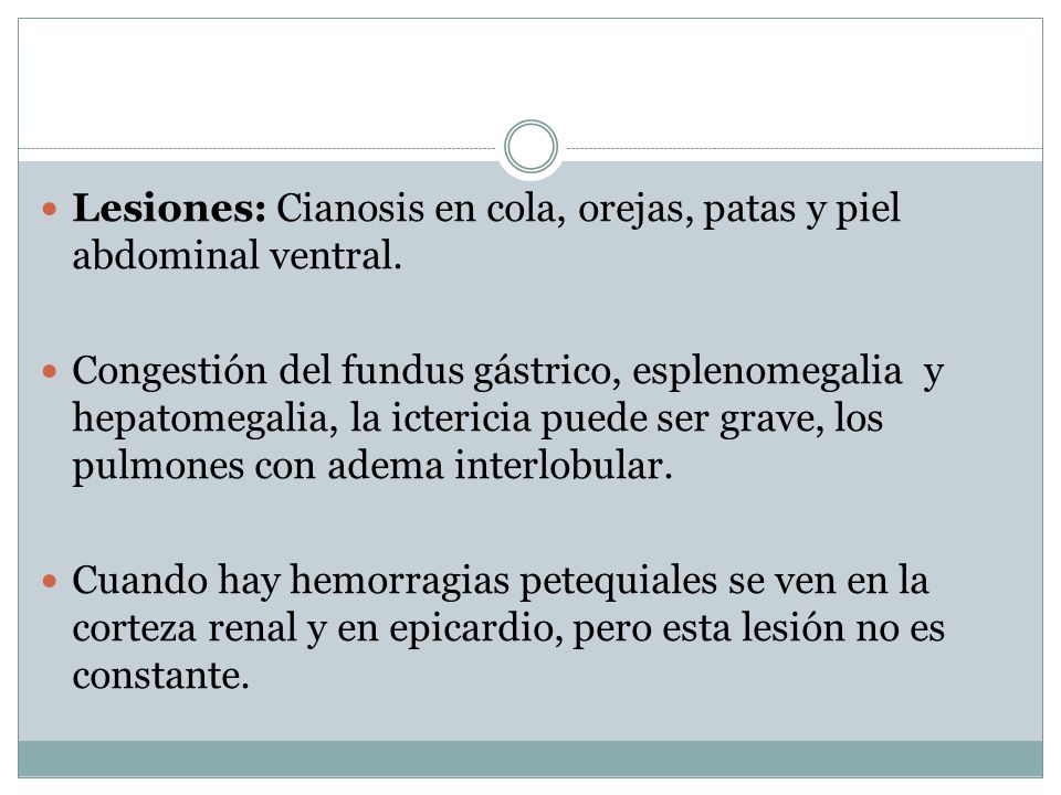 Lesiones: Cianosis en cola, orejas, patas y piel abdominal ventral.