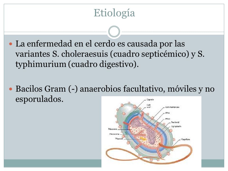 Etiología La enfermedad en el cerdo es causada por las variantes S. choleraesuis (cuadro septicémico) y S. typhimurium (cuadro digestivo).