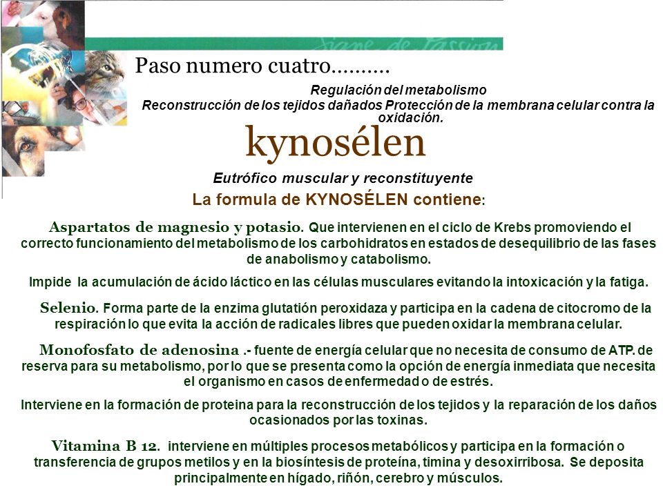 kynosélen Paso numero cuatro………. La formula de KYNOSÉLEN contiene: