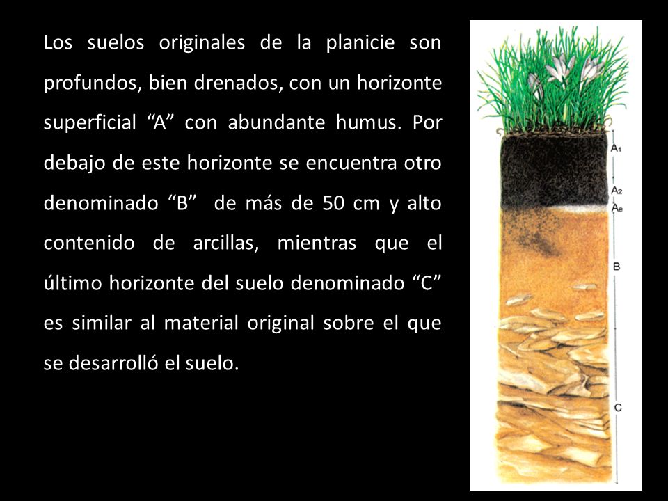 Los suelos originales de la planicie son profundos, bien drenados, con un horizonte superficial A con abundante humus.