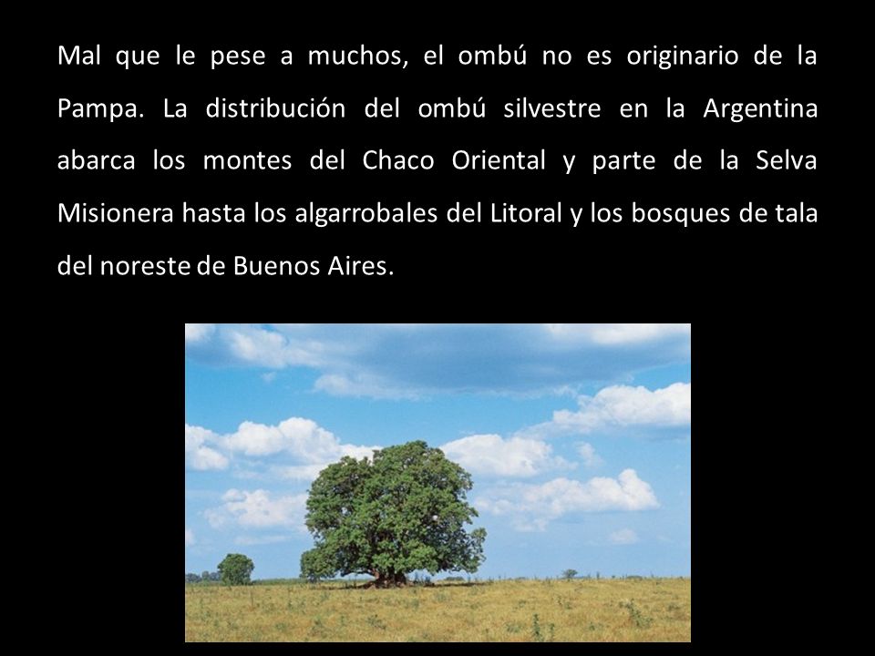 Mal que le pese a muchos, el ombú no es originario de la Pampa
