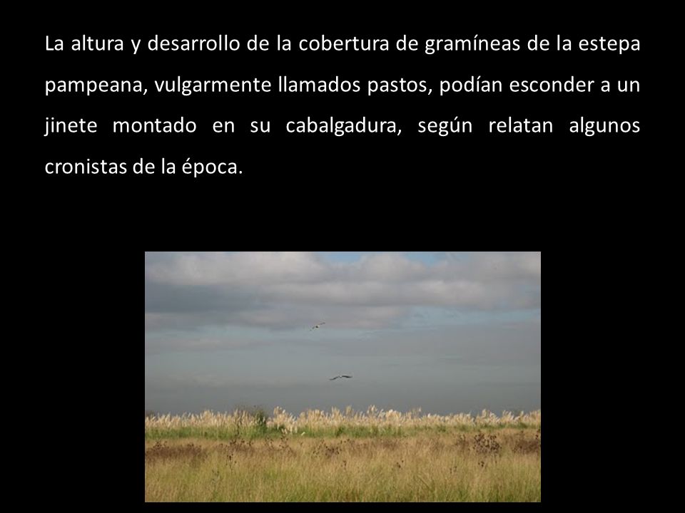 La altura y desarrollo de la cobertura de gramíneas de la estepa pampeana, vulgarmente llamados pastos, podían esconder a un jinete montado en su cabalgadura, según relatan algunos cronistas de la época.