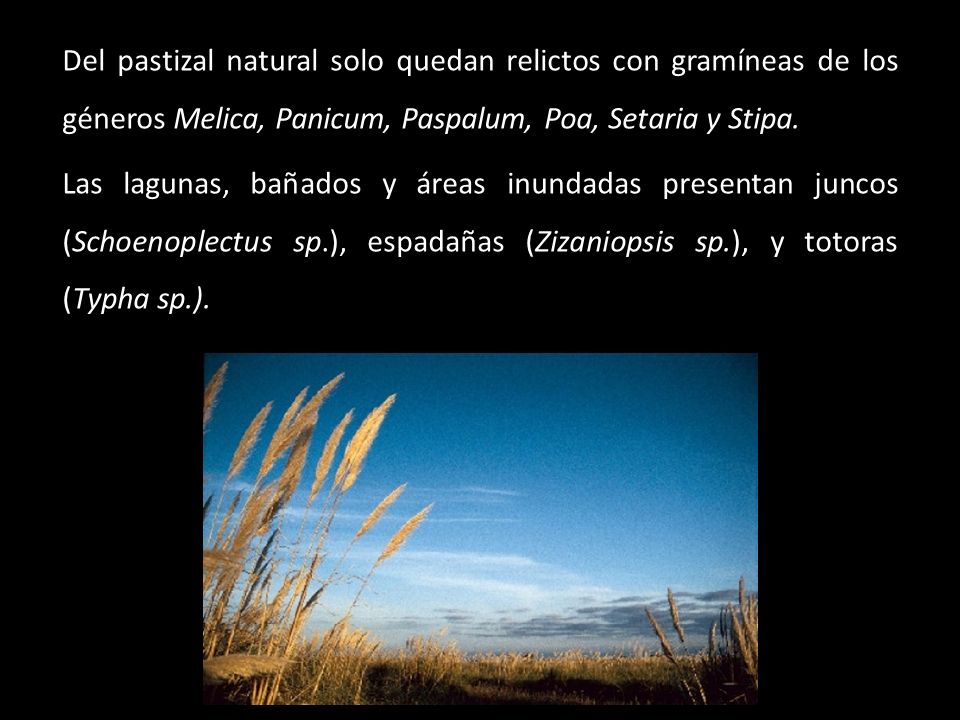 Del pastizal natural solo quedan relictos con gramíneas de los géneros Melica, Panicum, Paspalum, Poa, Setaria y Stipa.